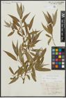 Foto von Salix alba L. x Salix fragilis L.